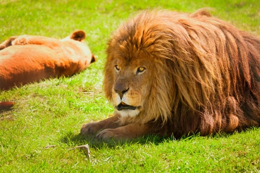 A lion and lioness
