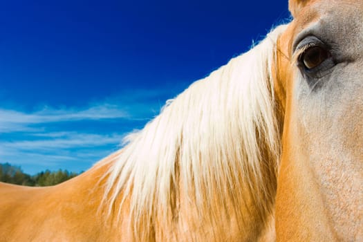 Closeup of horse's face