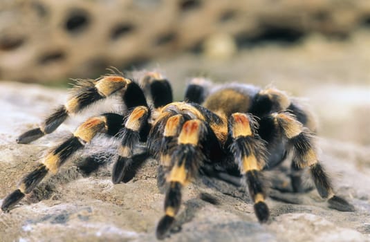Terantula (Mexican Red Leg)