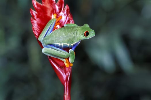 Red-Eyed Tree Frog