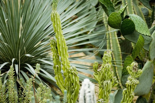 Succulents