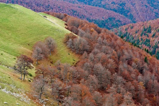 Autumn colors in the forest