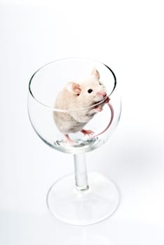 white mouse in glass