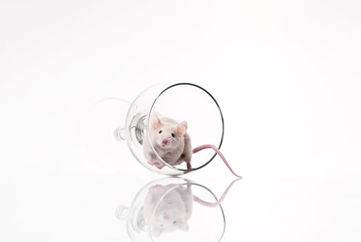 white mouse in glass