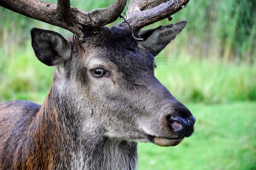 Deer - Red Deer