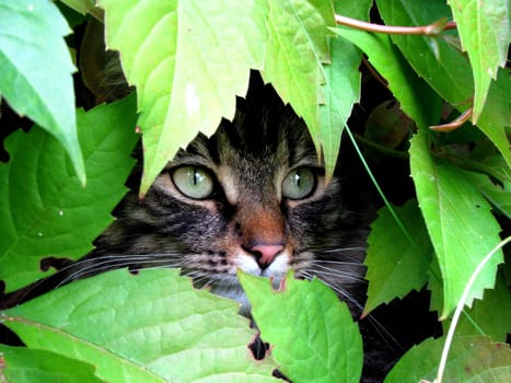 Cat in hiding