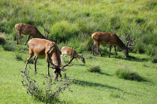 Red deer herd eating