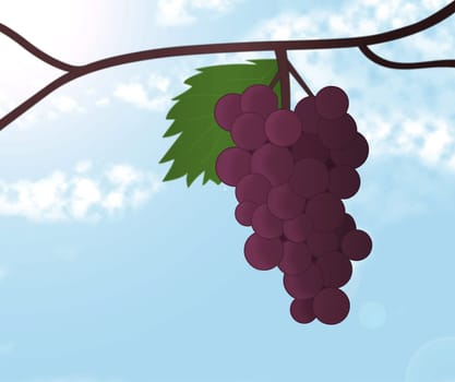 Grapes on Vine Illustration