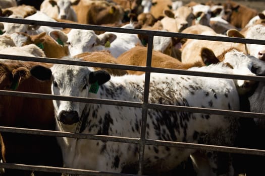 Cattle in a crowded pen