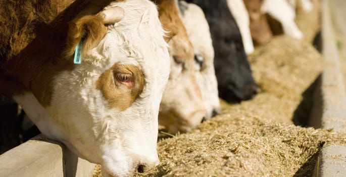 Cattle Feeding