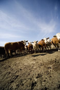 Cattle Herd