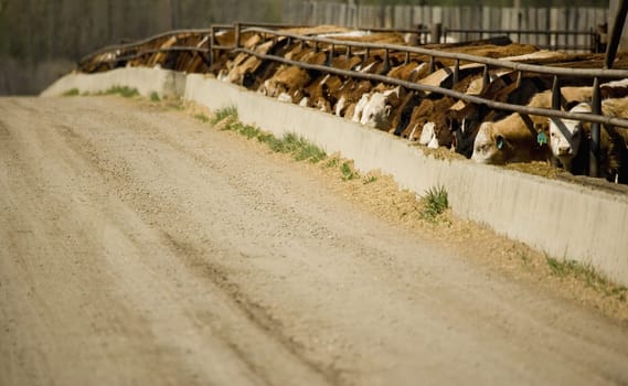 Cattle eating in trough