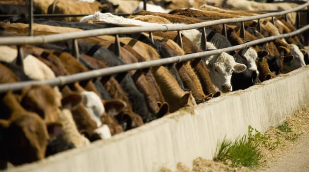 Cattle feeding from trough