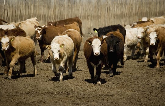 Cattle in corral