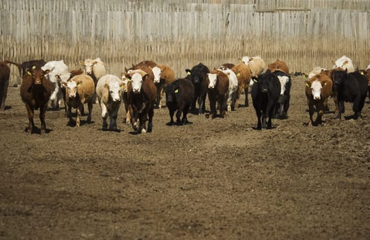 Herd of cattle