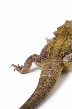 Bearded Dragon lizard posterior