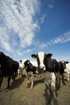 Cattle Herd
