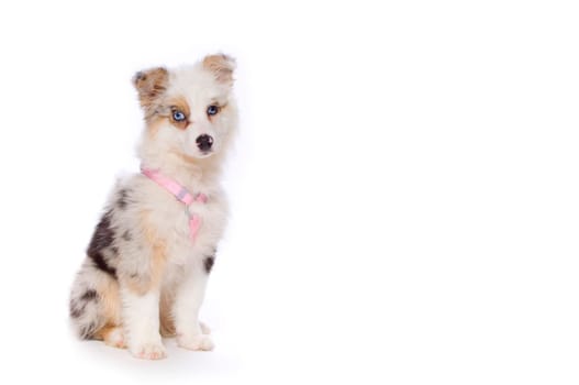 Australian Shepherd puppy