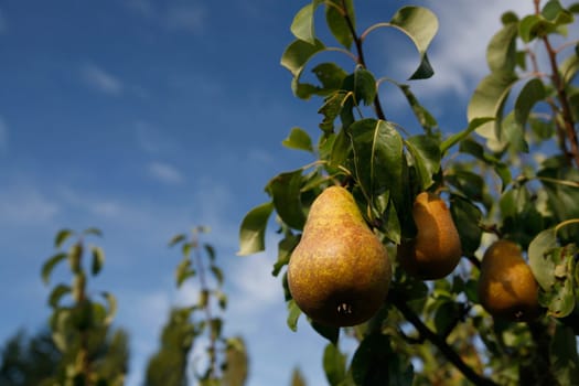 Ripening pears on a pear tree