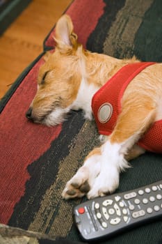 Dog sleeping next to remote control
