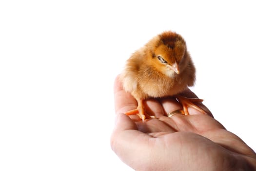 Baby chick being held