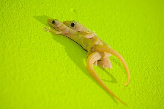 Two Indo-Pacific Geckos(Hemidactylus garnotii) mating