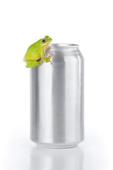 Green tree frog on an aluminum can