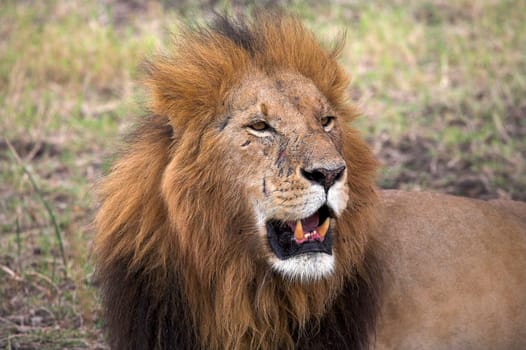 Portrait of a lion, Masai Mara, Kenya, Africa