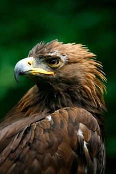 Golden eagle's face (Aquila Chrysaetos)