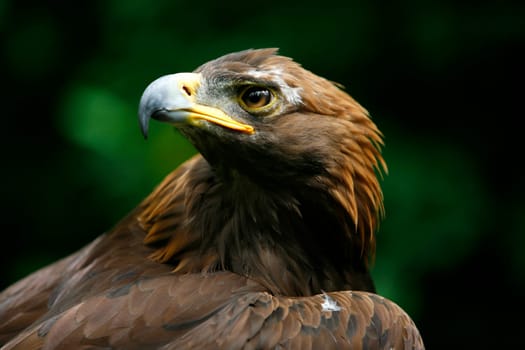 Golden eagle's face (Aquila Chrysaetos)