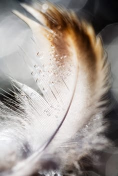 A feather