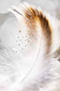 Close up of a feather