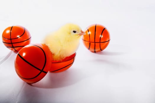 Chick hatching from a plastic basketball
