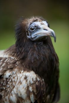 An Egyptian vulture (Neophron percnopterus)