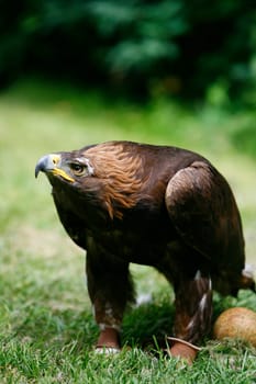 Golden eagle (Aquila chrysaetos) with egg