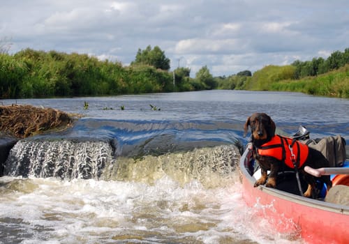Dachshund with life jacket 3