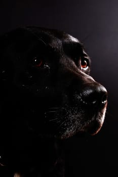 Dog Portrait Lowkey