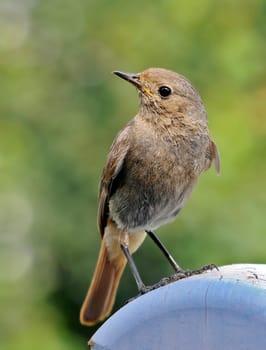 Black redstart
