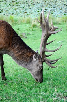 Deer - Red Deer - Antlers