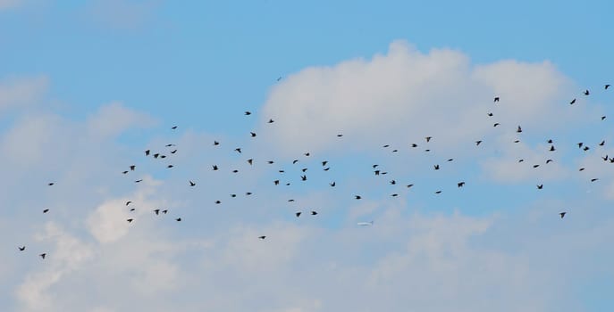 Flock of birds