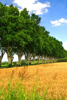 French country road