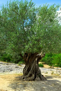 Old olive tree