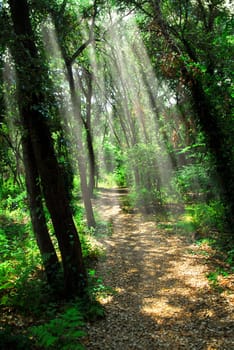 Path in sunlit forest