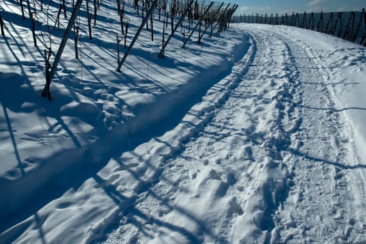 Vineyard in winter with snow