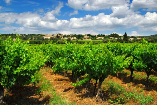 Vineyard in french countryside