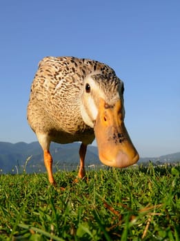 Runner duck