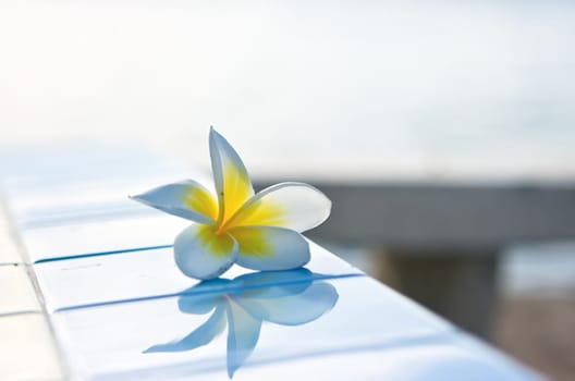 Temple tree flower