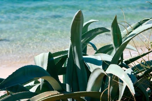 Aloe vera
