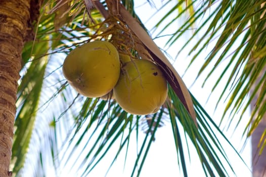 Coconuts