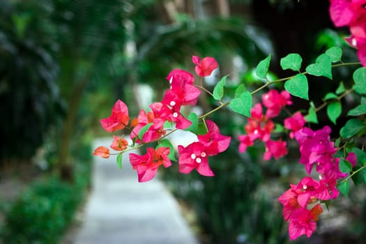 Frangipani flowers
